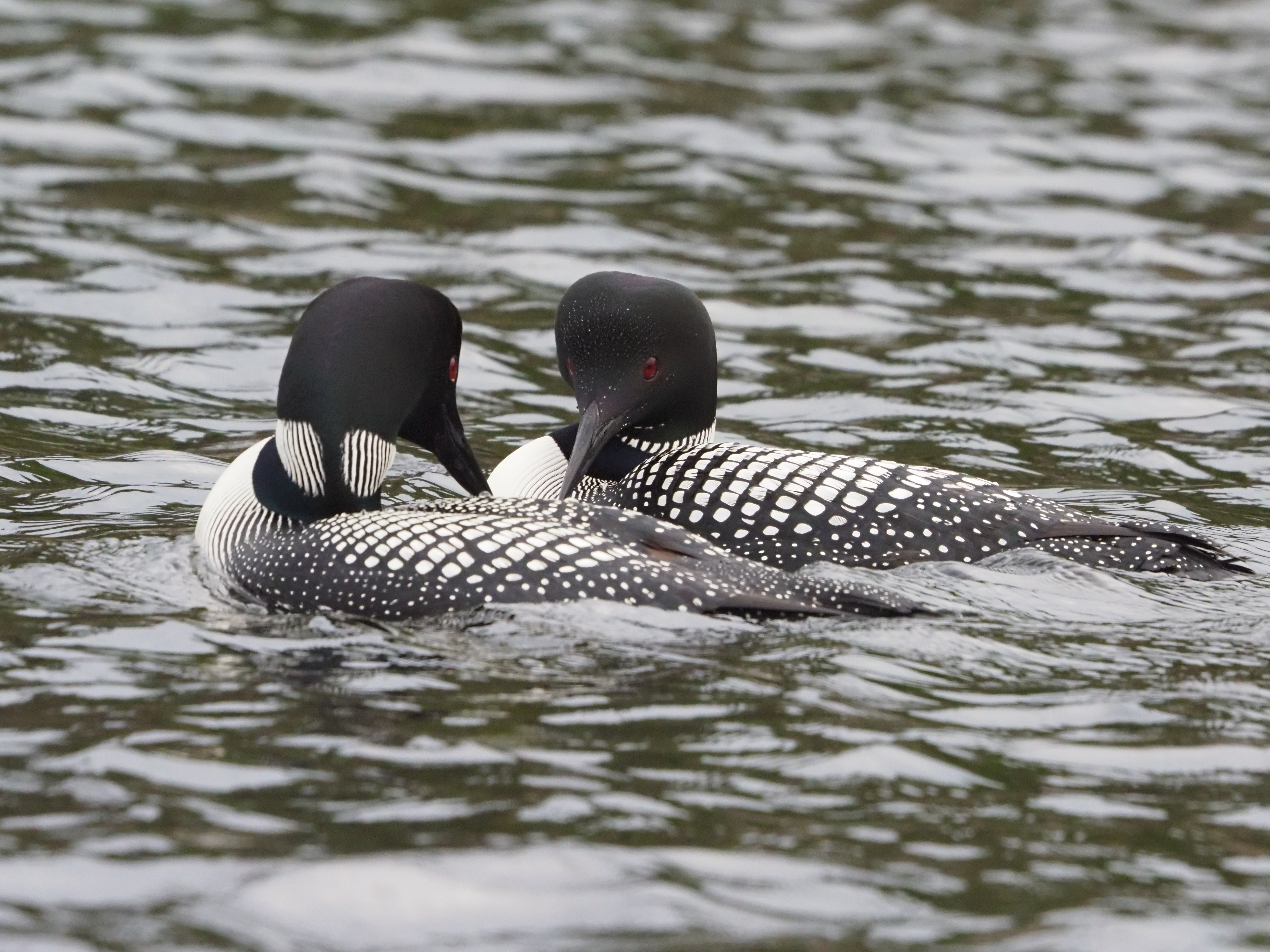 Two loons looking at each other