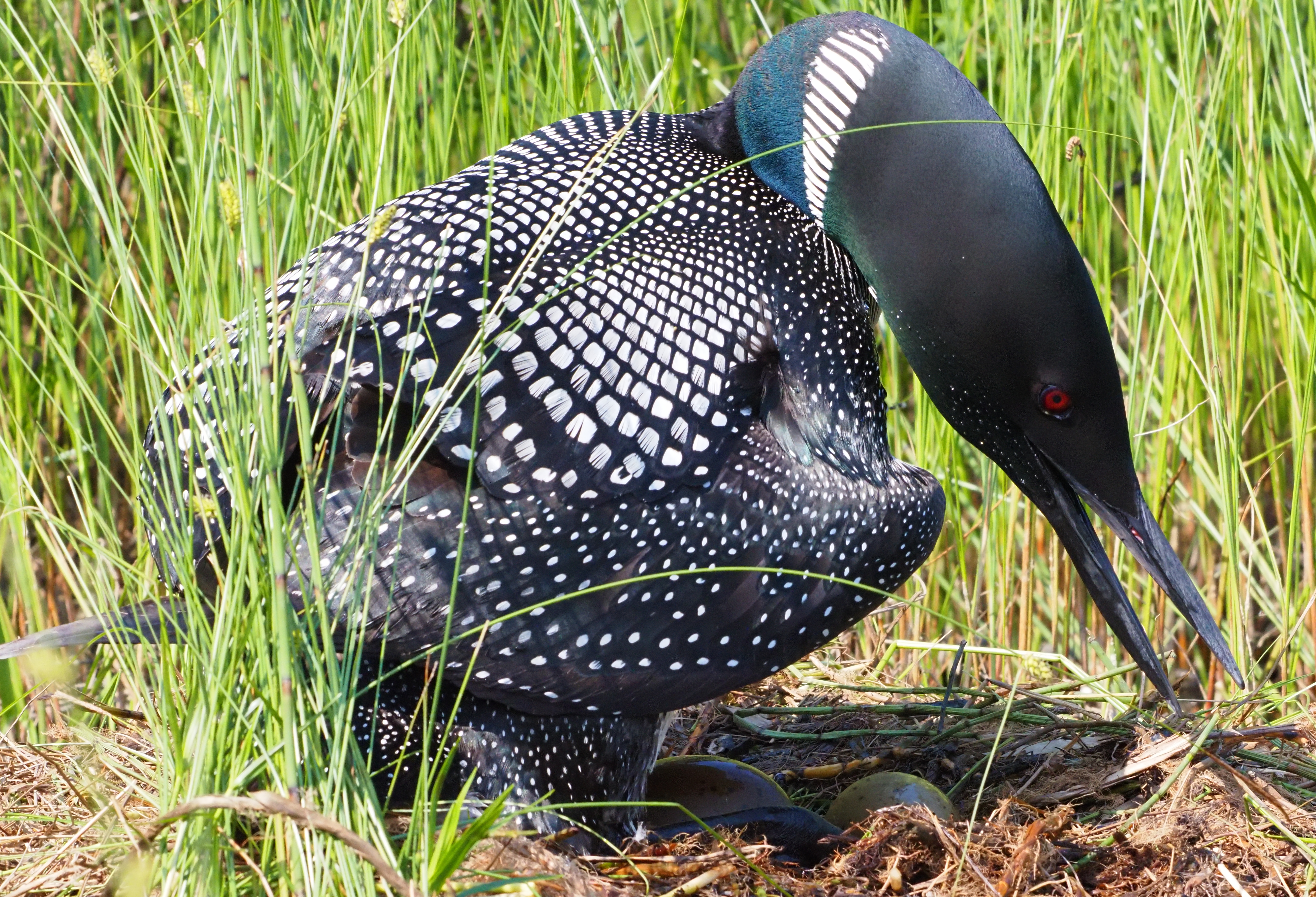 A closeup of a loon in its nest