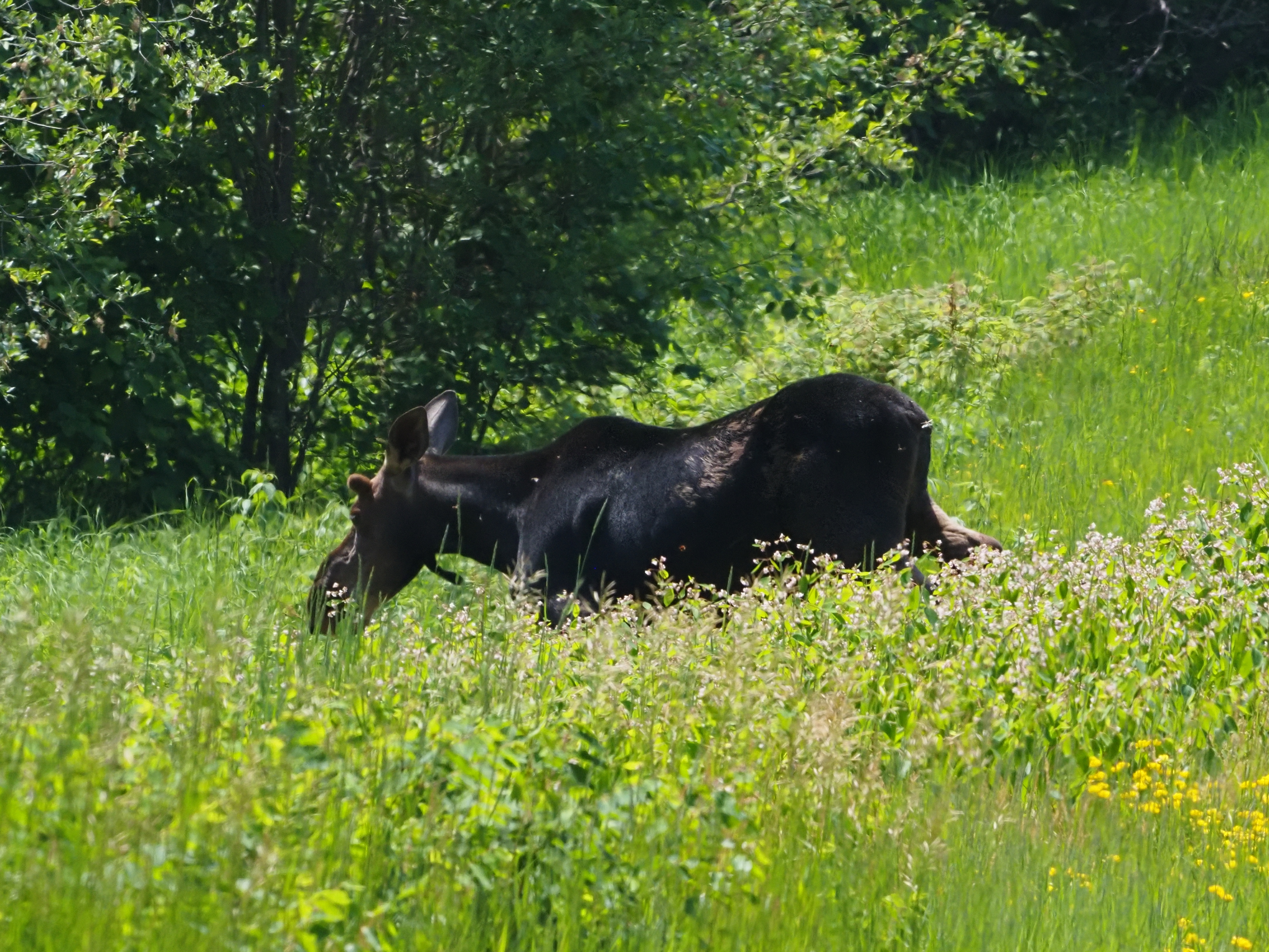 A moose walking in a ditch