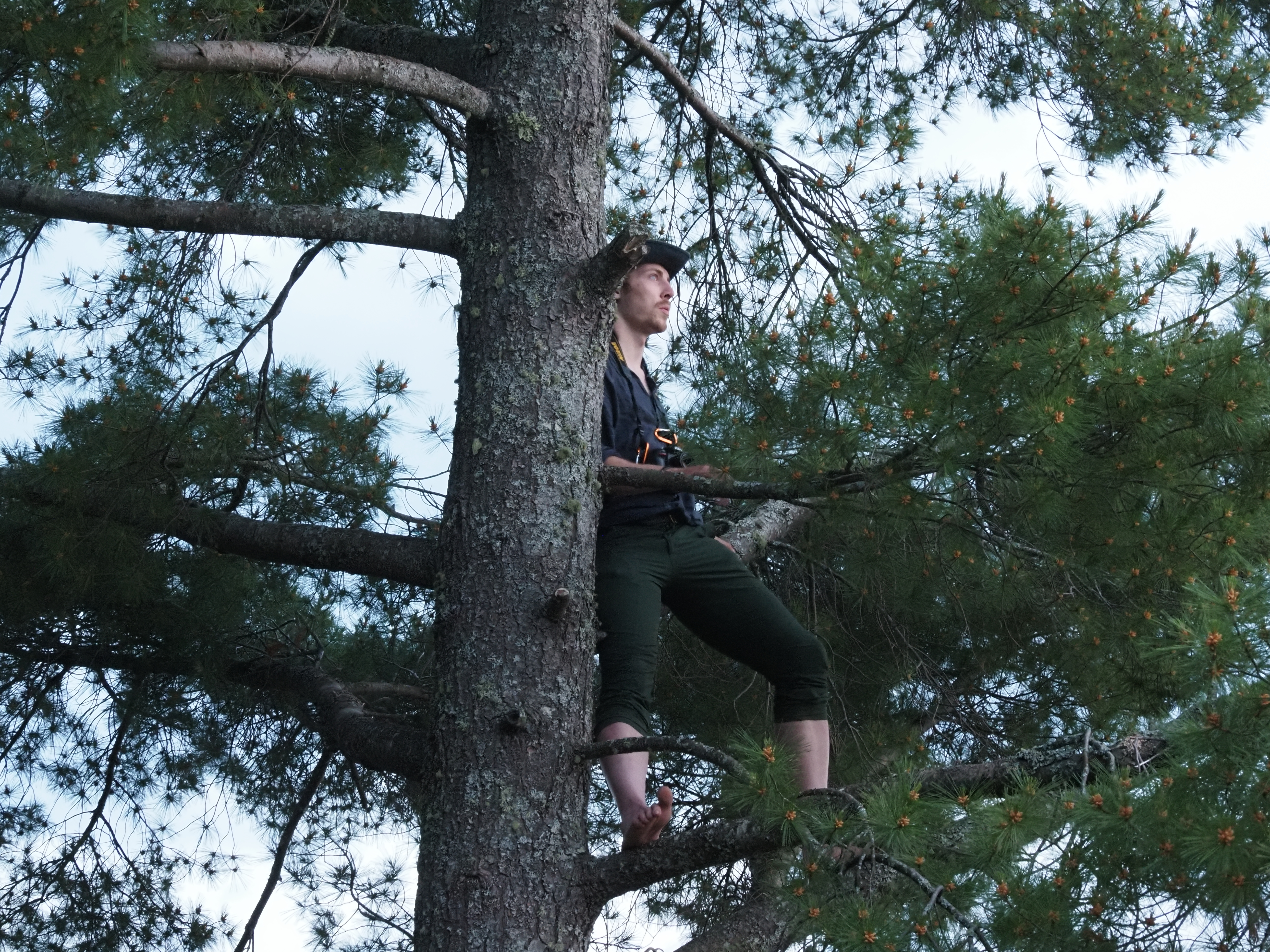 A guy standing in a tree