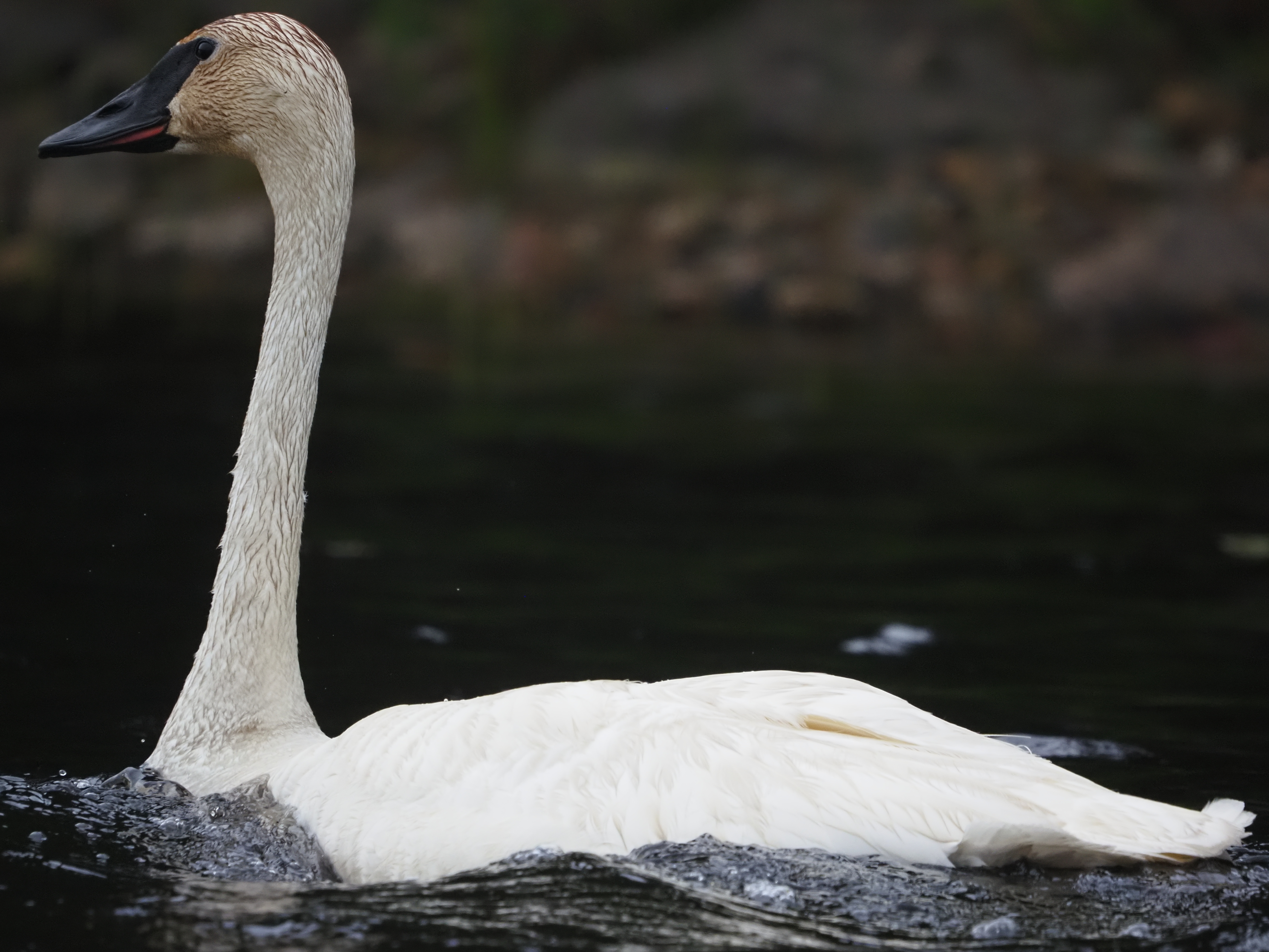 A close up image of a swan
