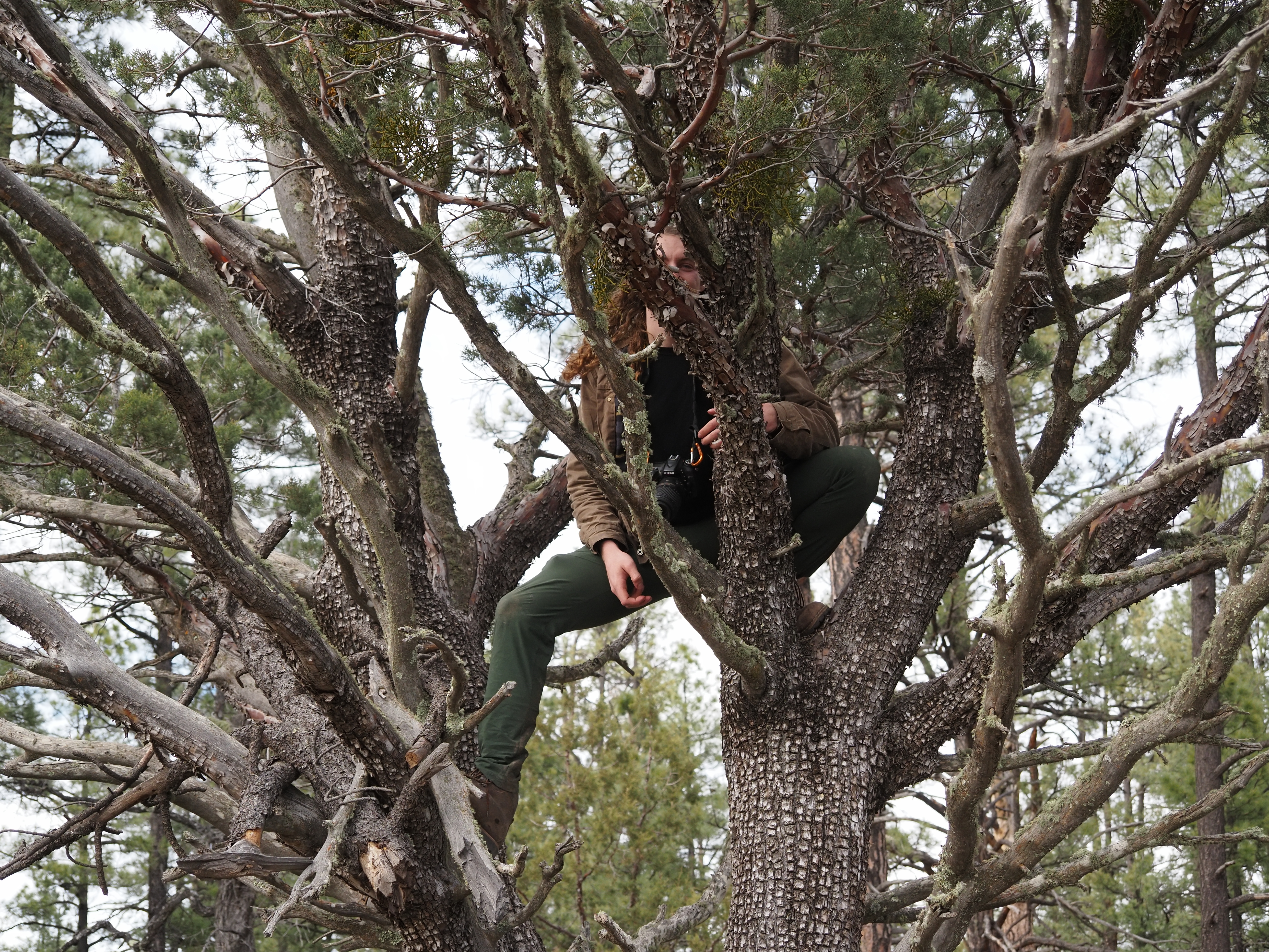 A person climbing up into a large pine tree