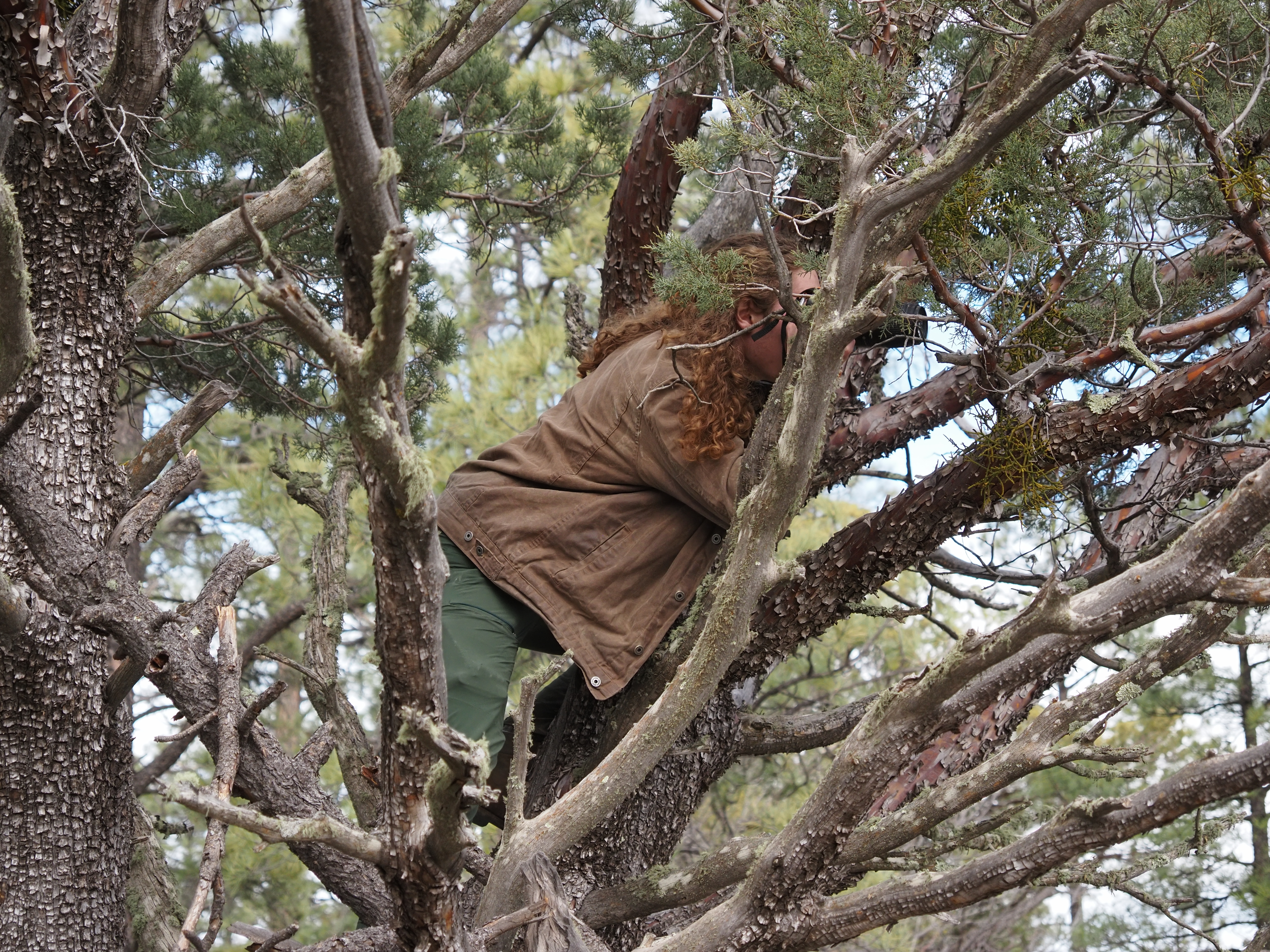 A person in a brown coat making their way up through the branches of a tree