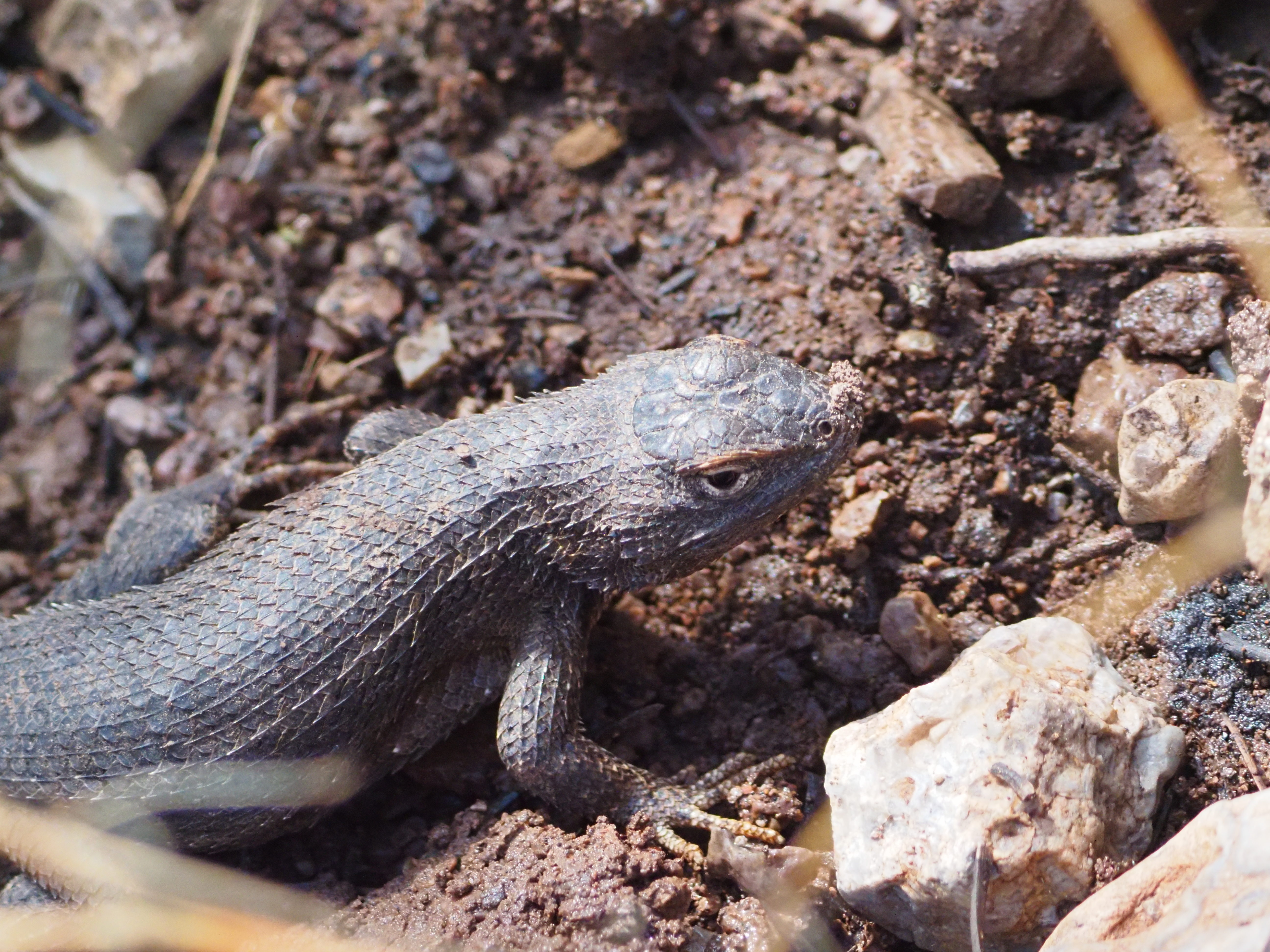 A close-up of a fence lizard on rocky ground