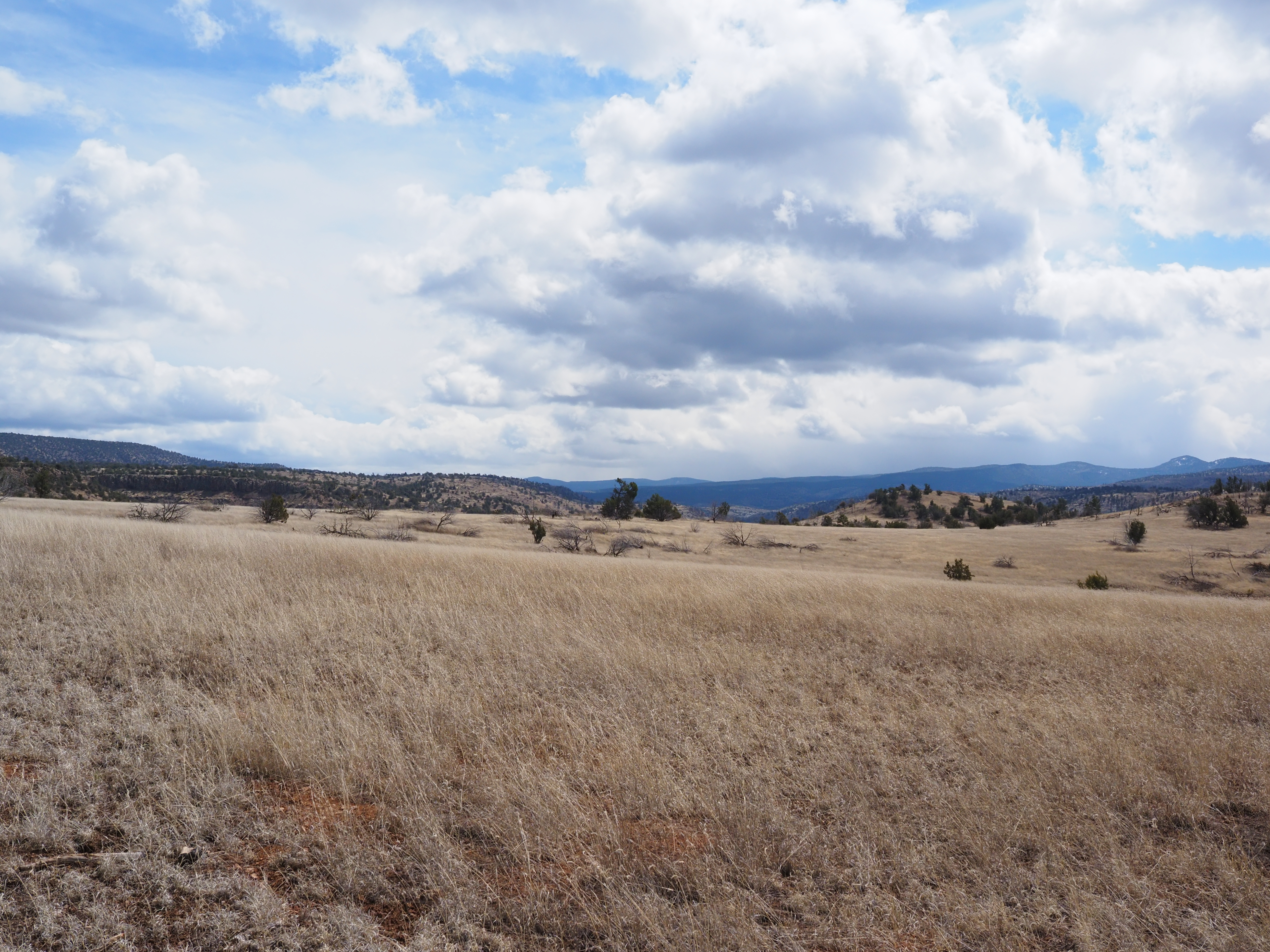 Wide open golden grasslands with rolling hills and a big cloudy sky