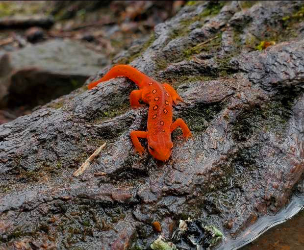 A little orange salamander