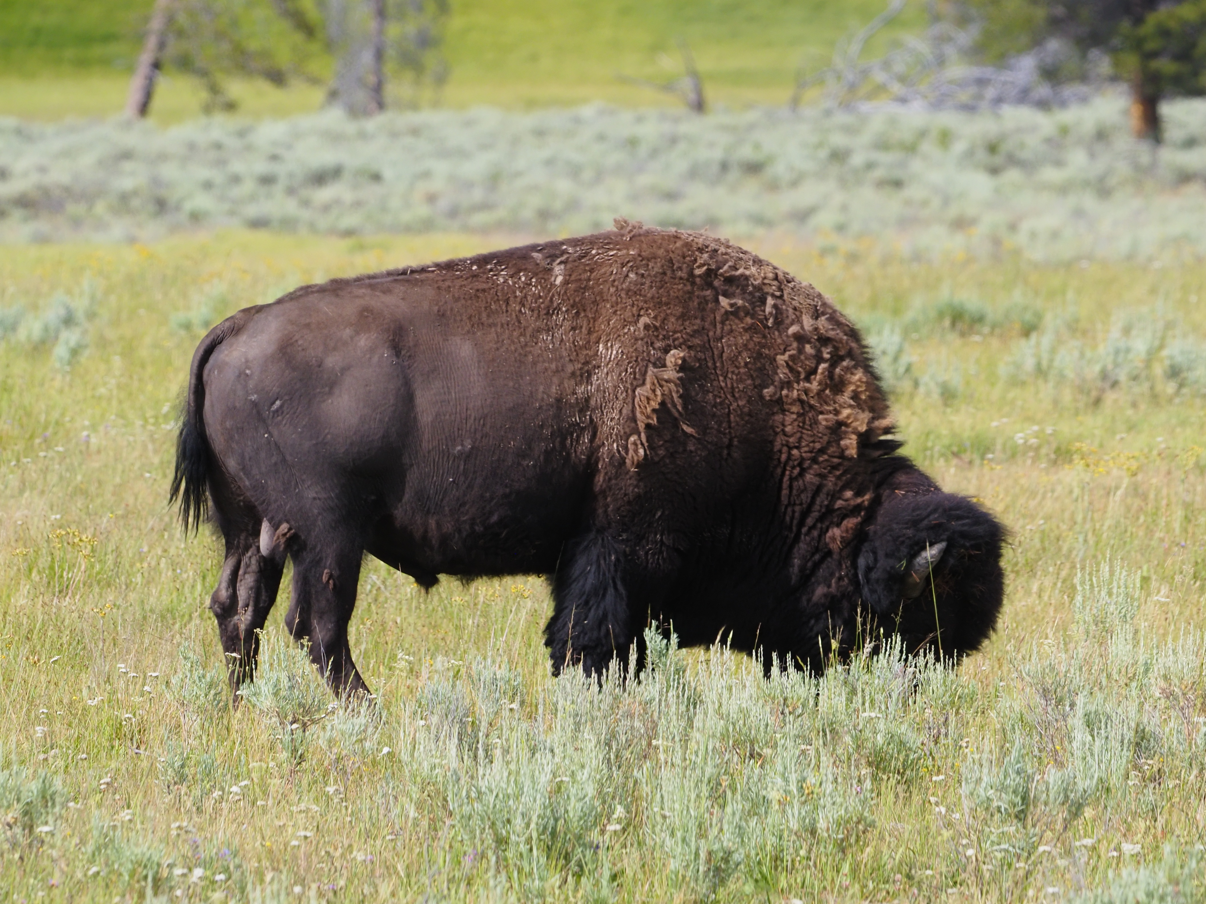 A photo of a bison in a field