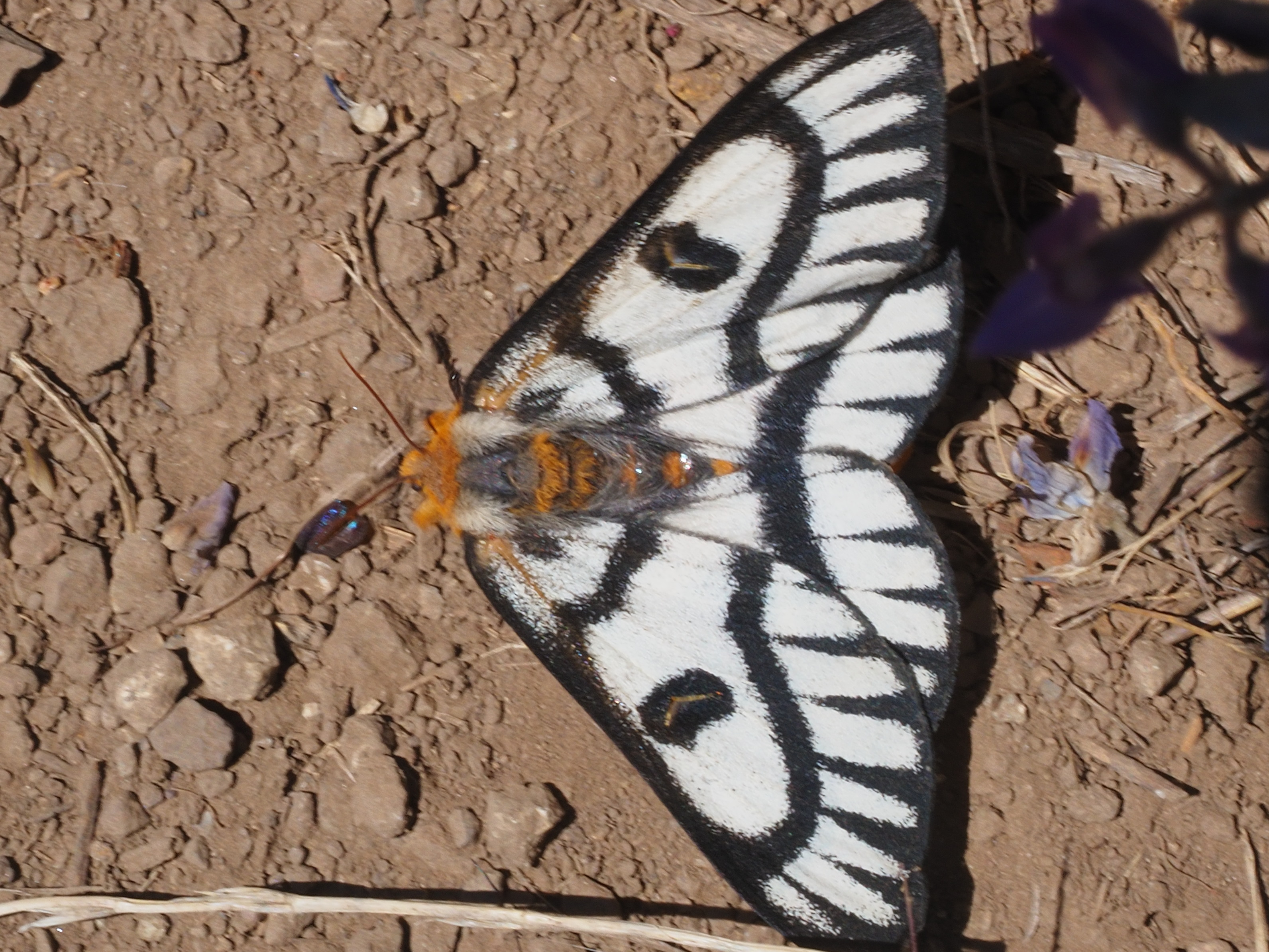 A photo of a butterfly with white wings