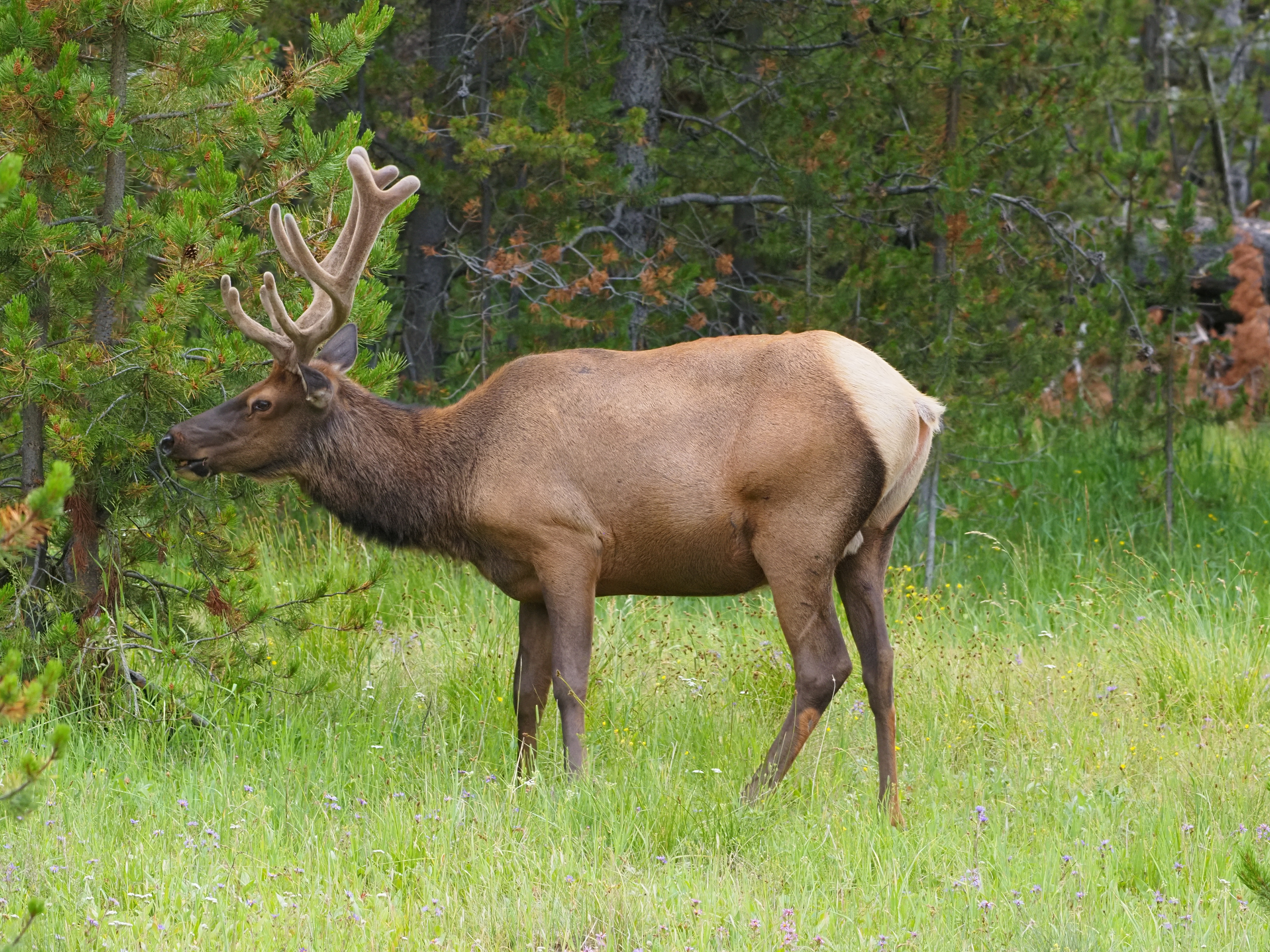 An elk in a field