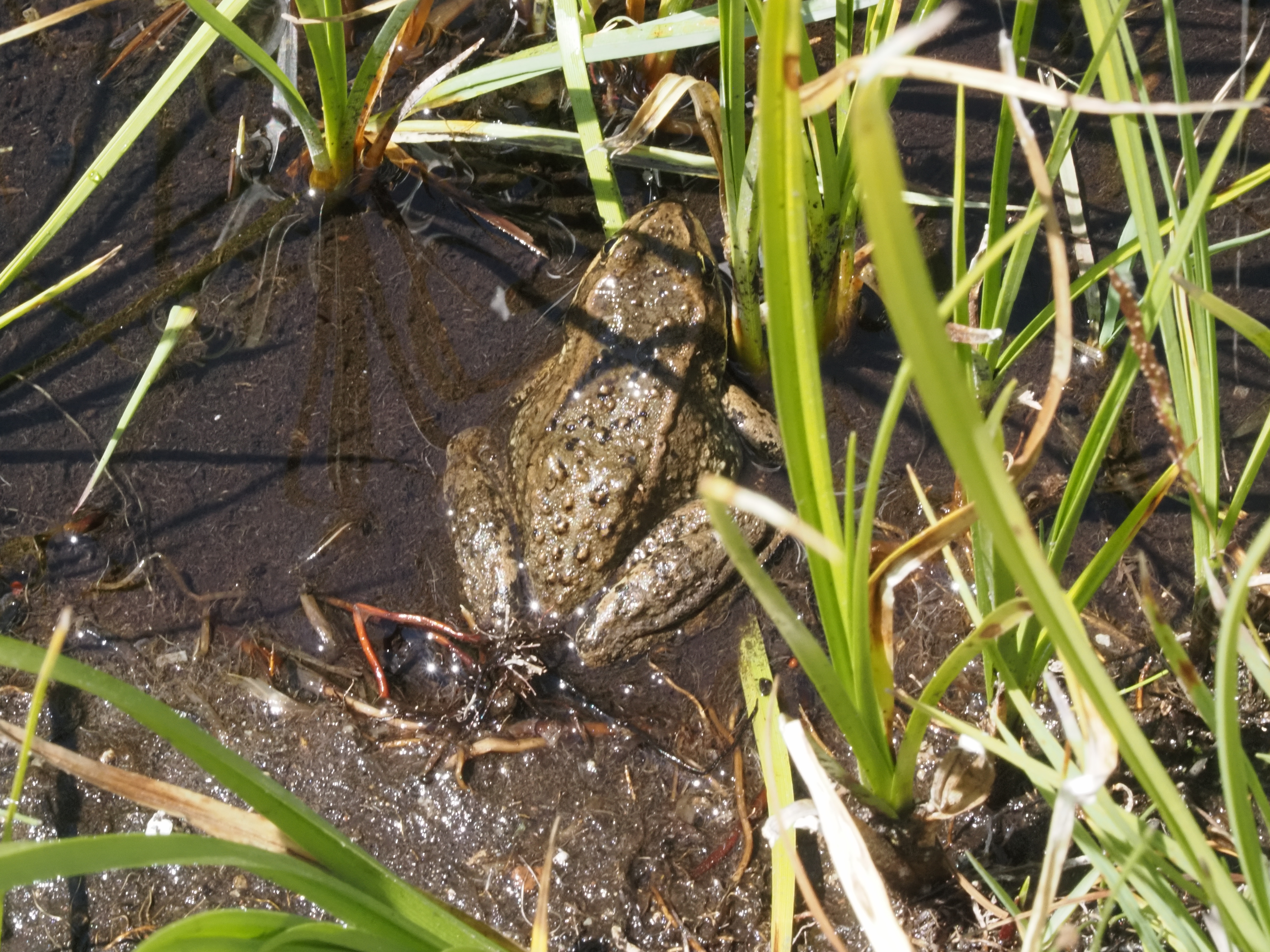 A photo of a frog