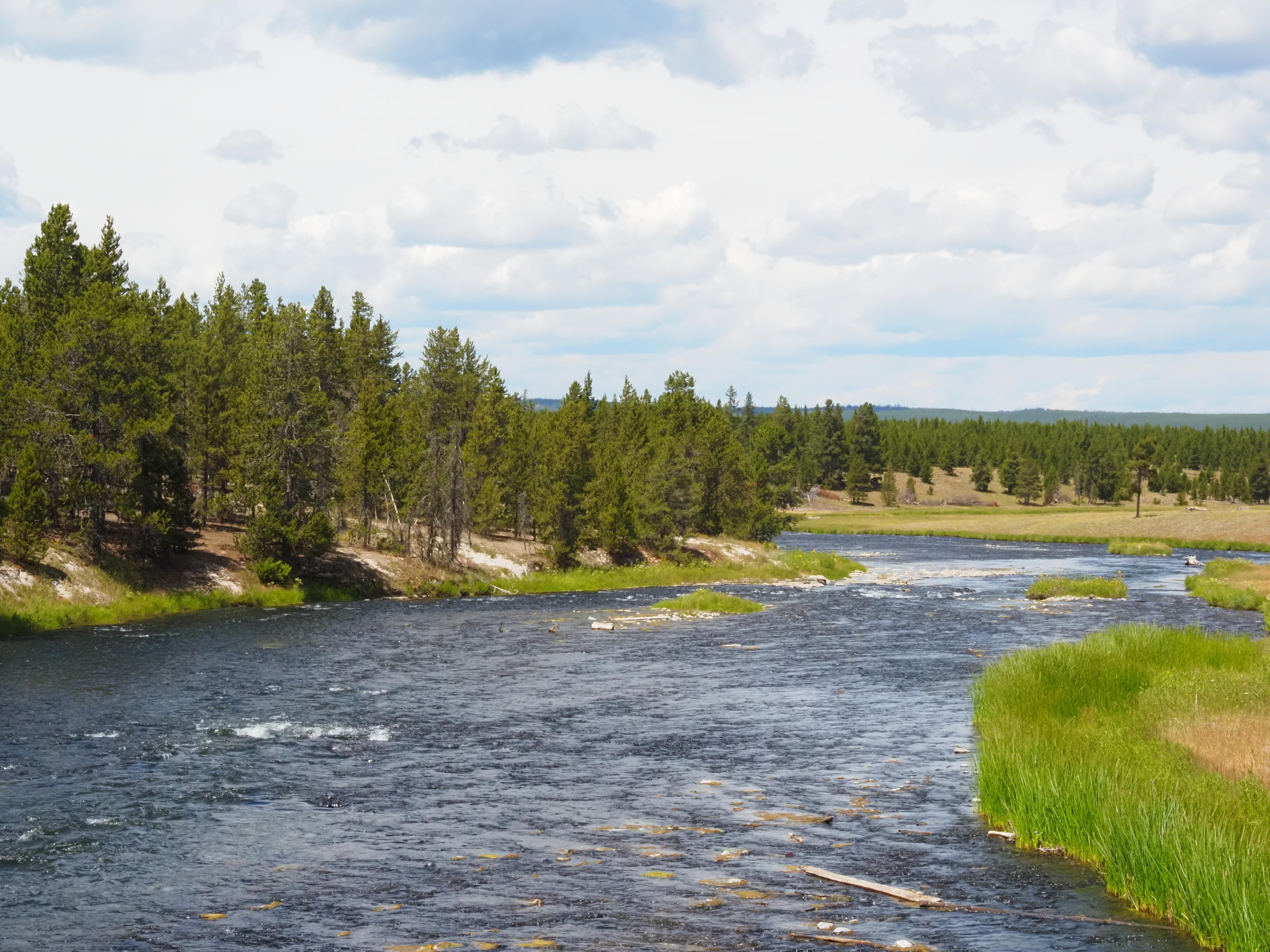 A river running through a forest