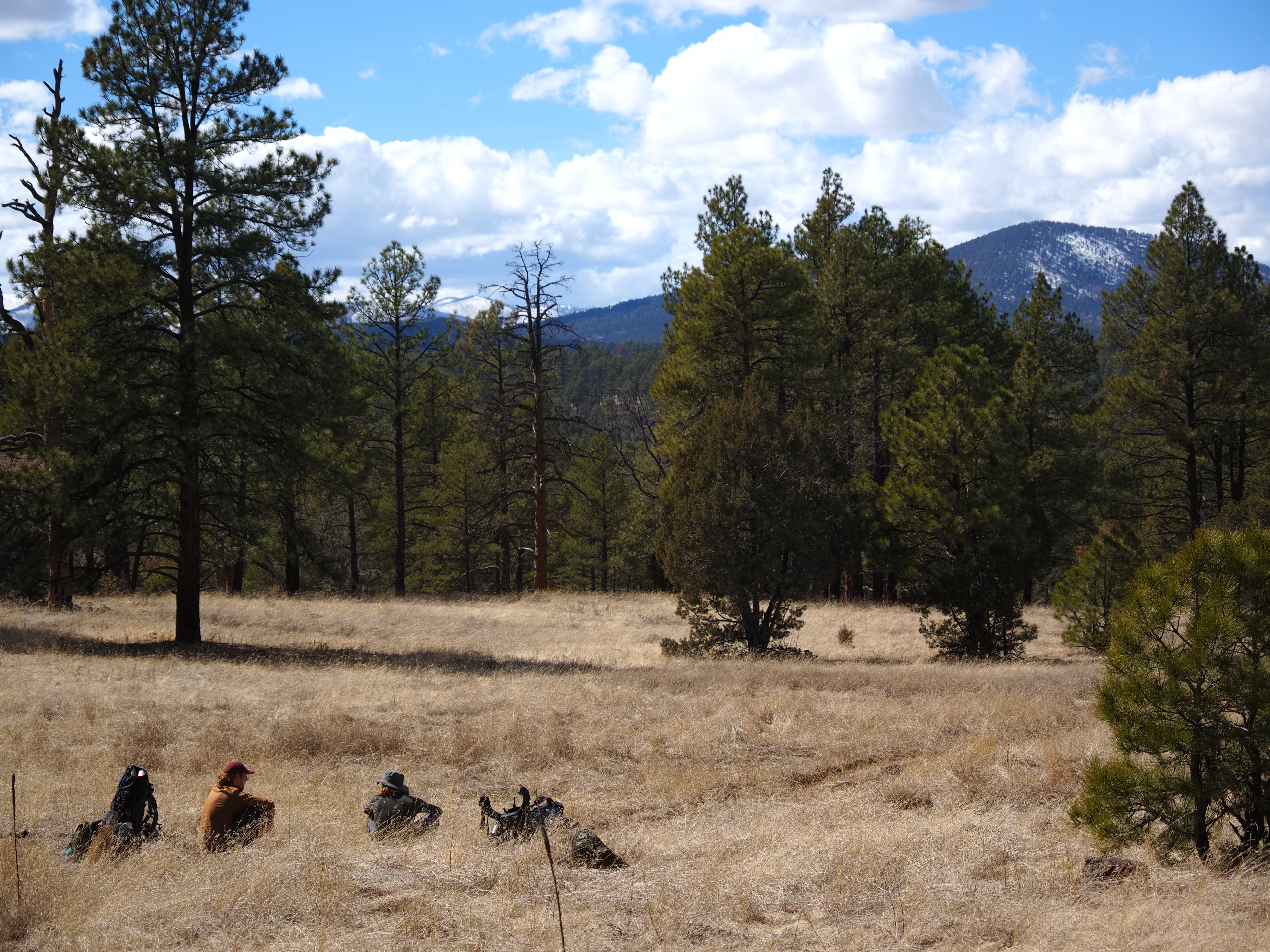 Golden grasslands and pine forest in the Gila Wilderness