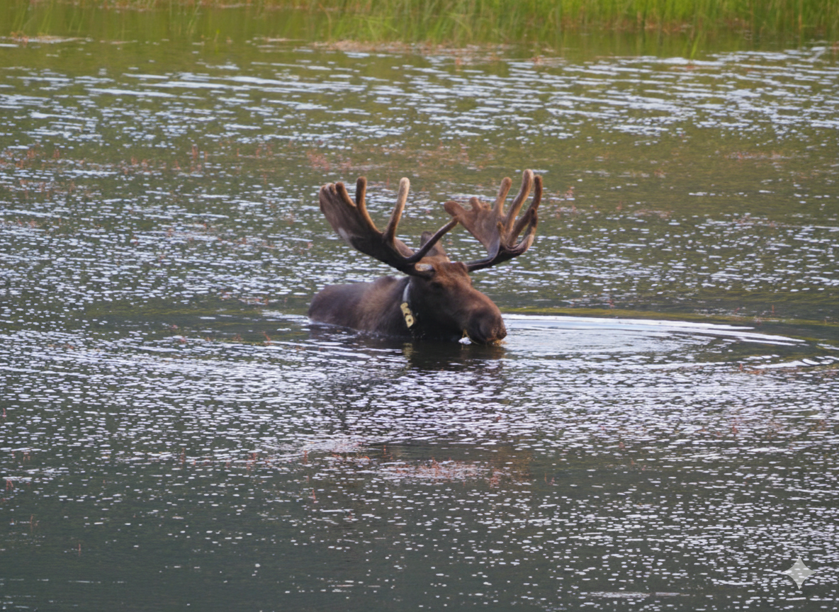 Bull moose in a lake