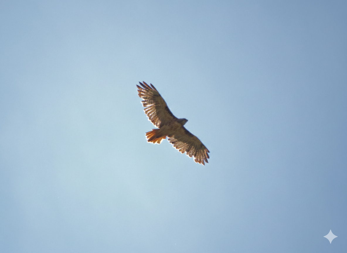 A redtail hawk flying above
