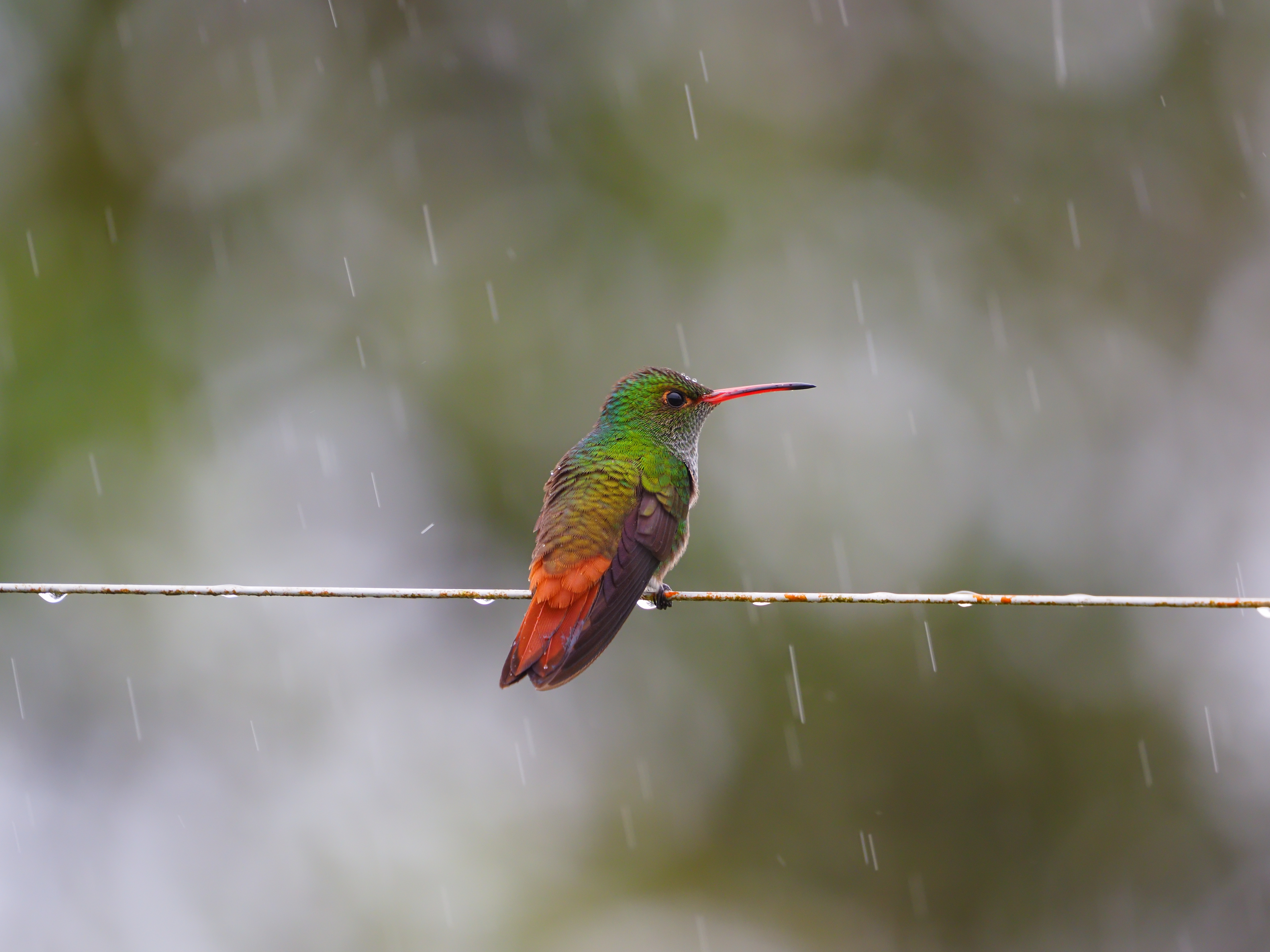 Hummingbird on a chain fence