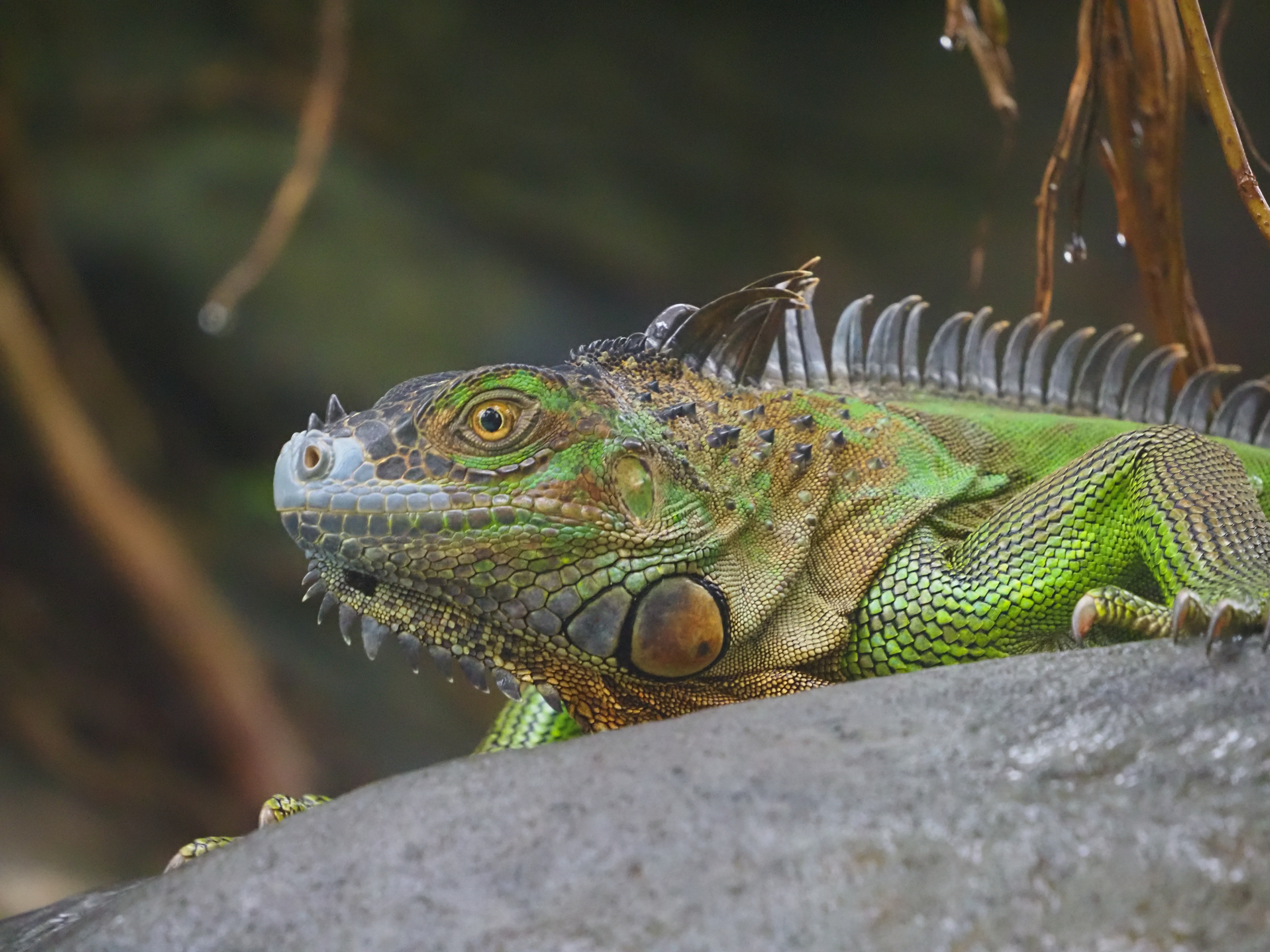 An iguana sitting on a rock