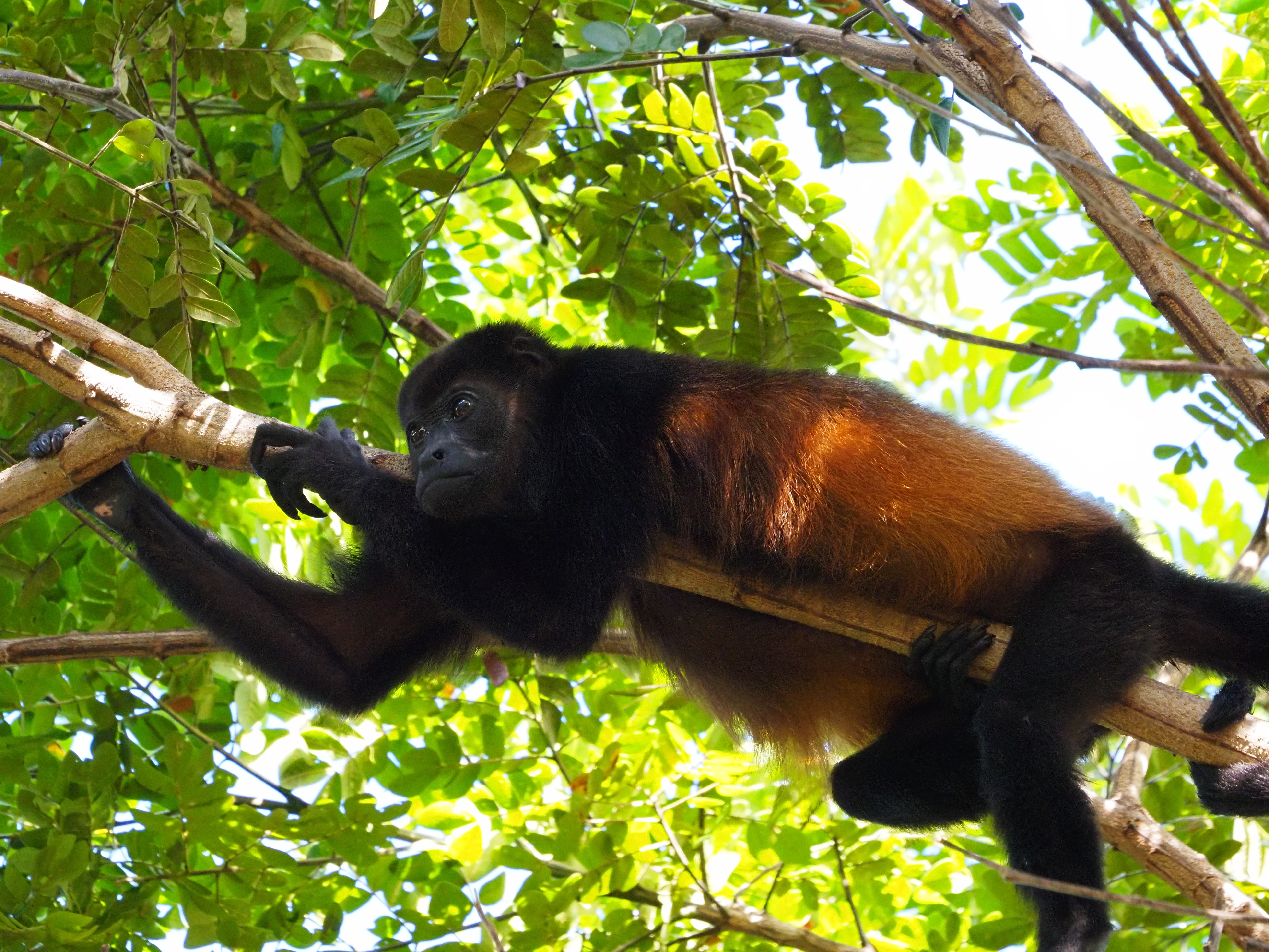 Monkey laying on a branch