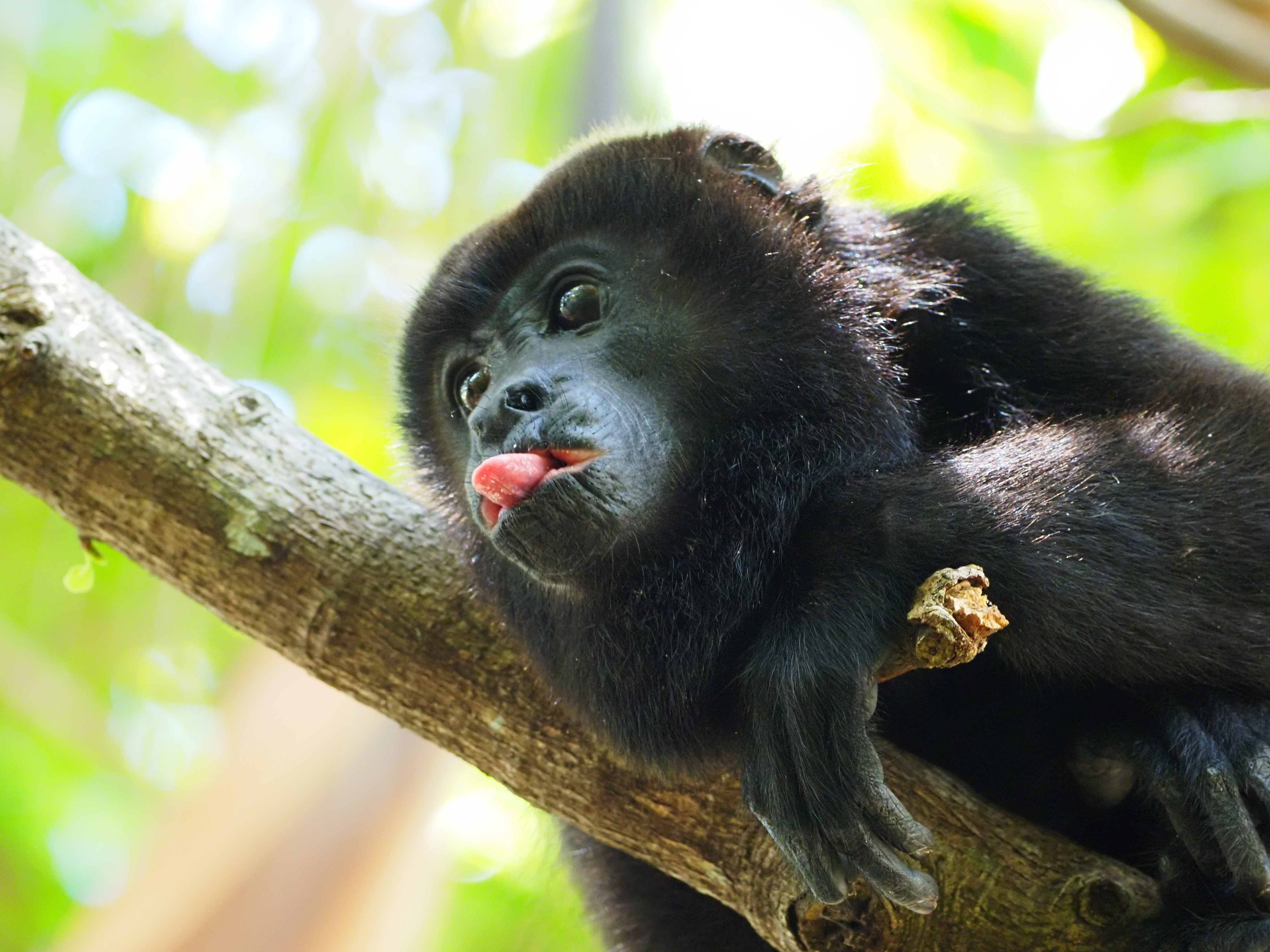 Monkey sticking out its tongue