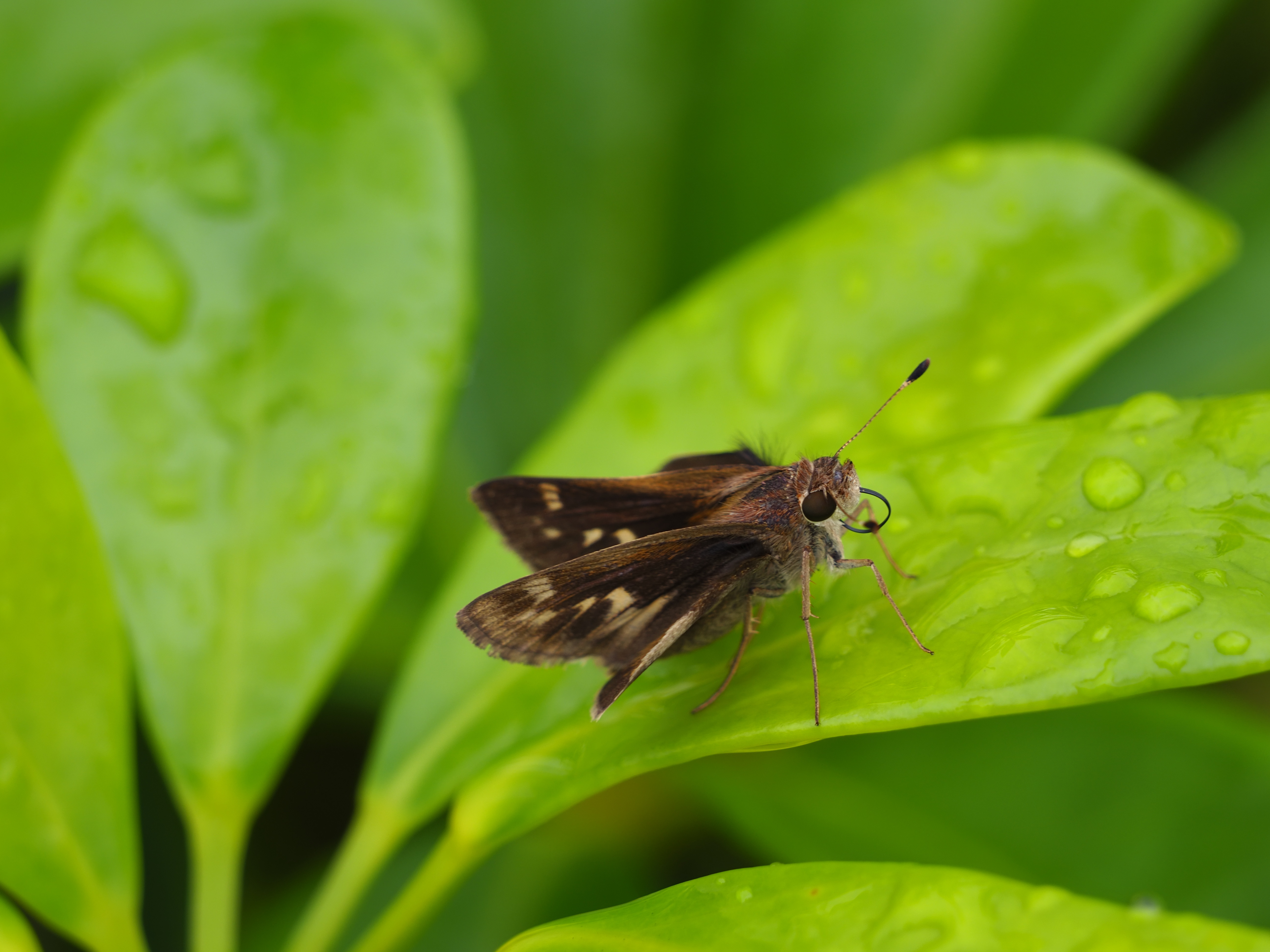 A moth on a leaf
