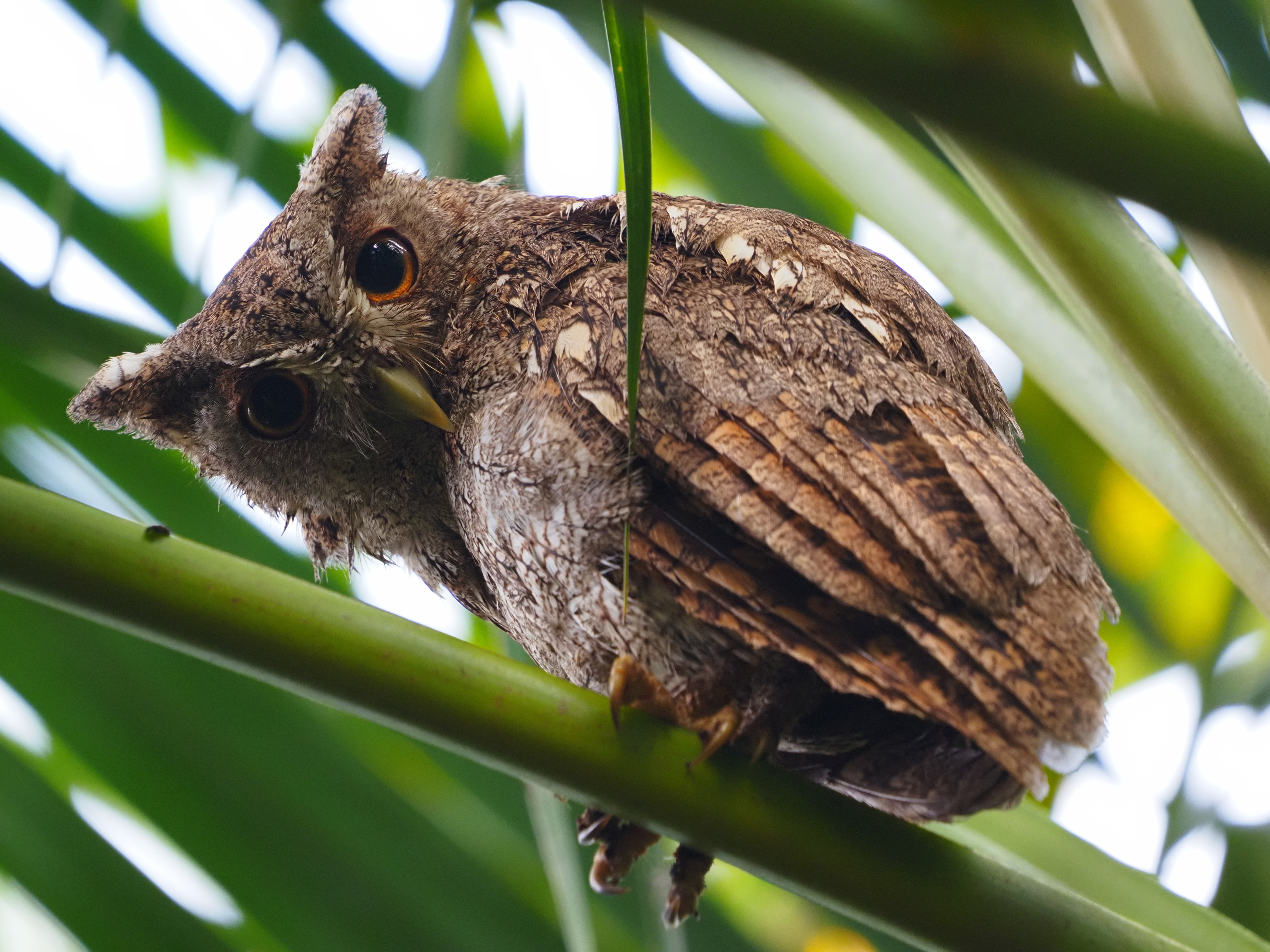 A pygmy owl