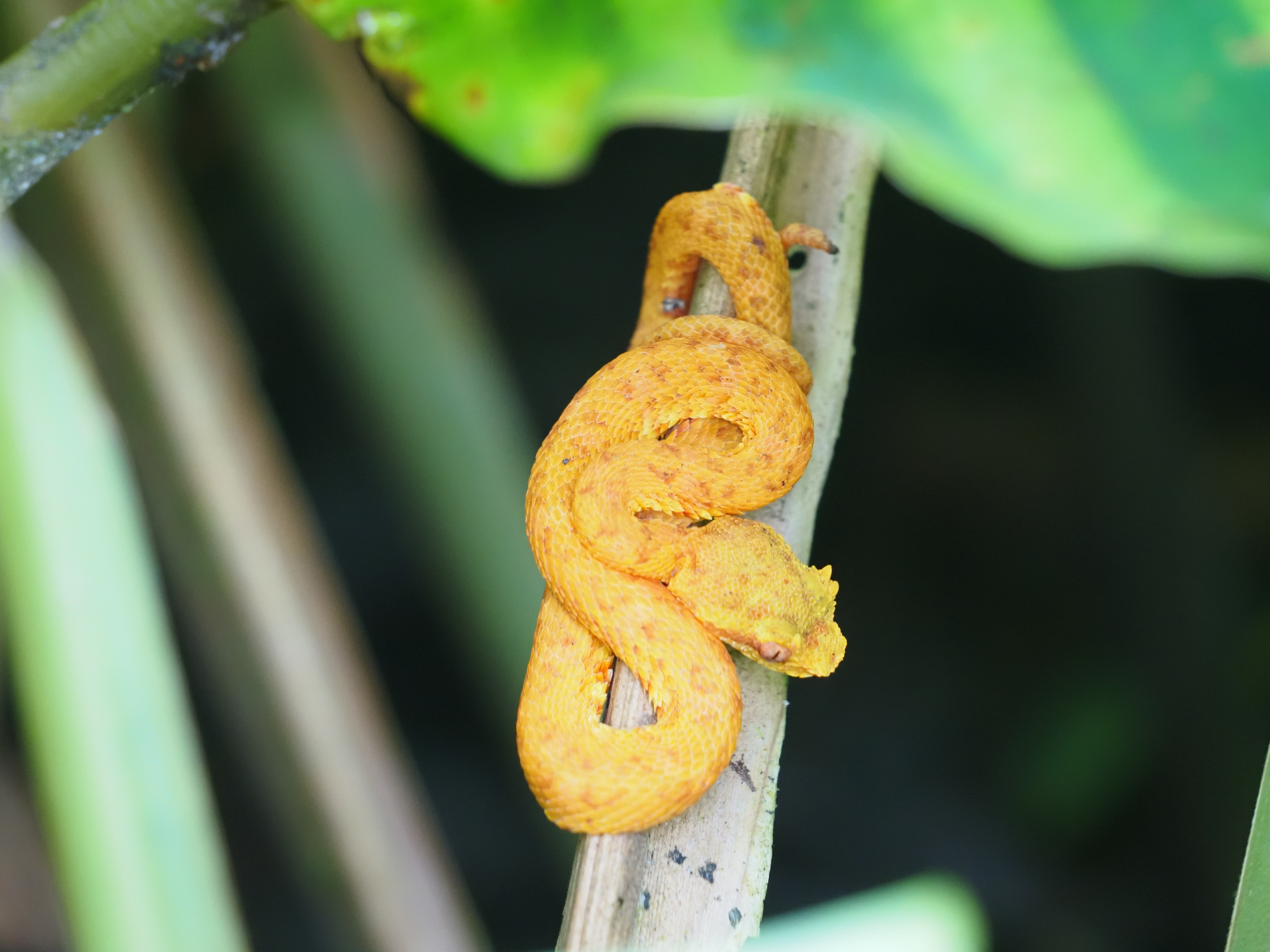 A tiny snake