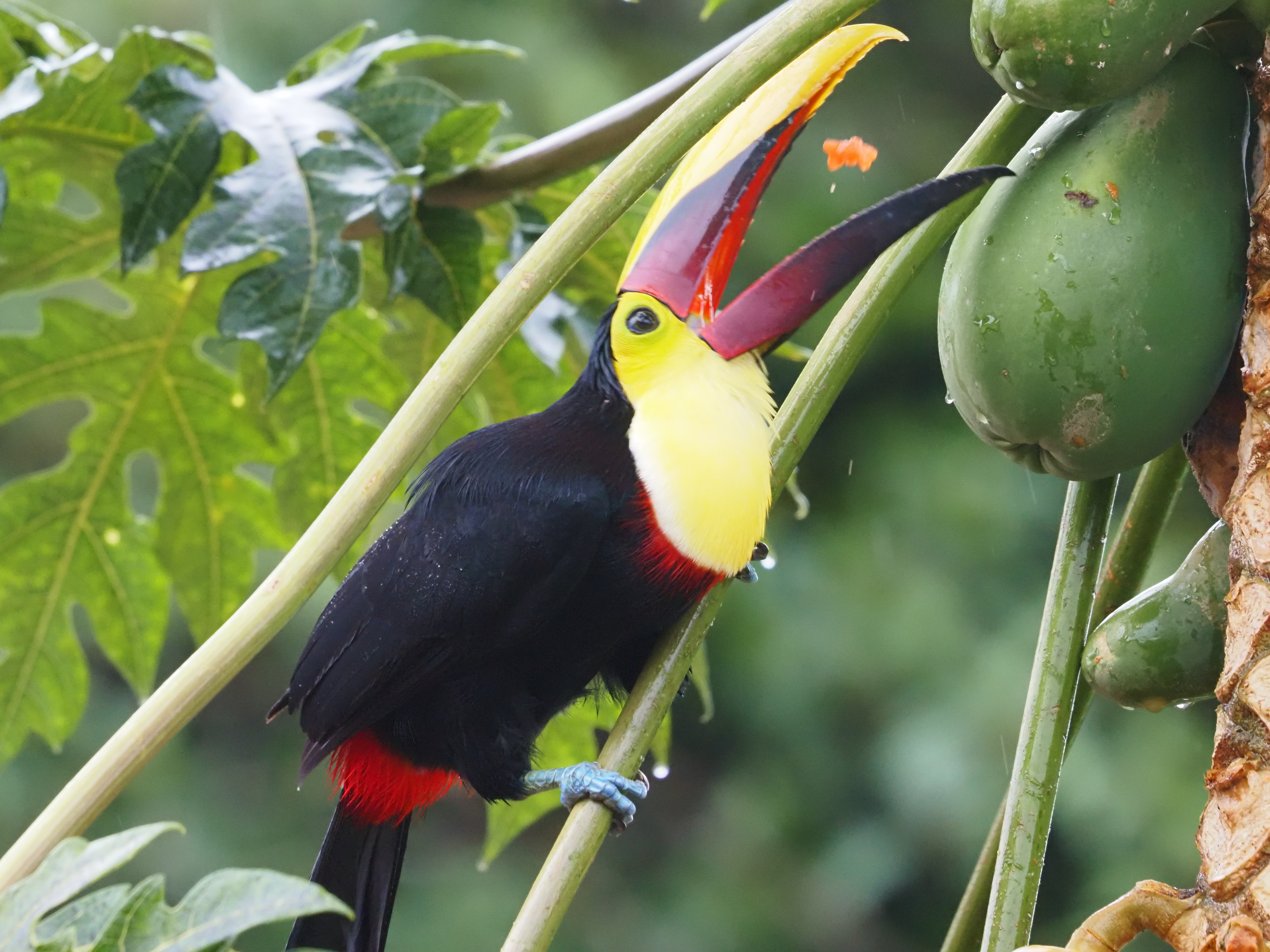 Toucan with Fruit
