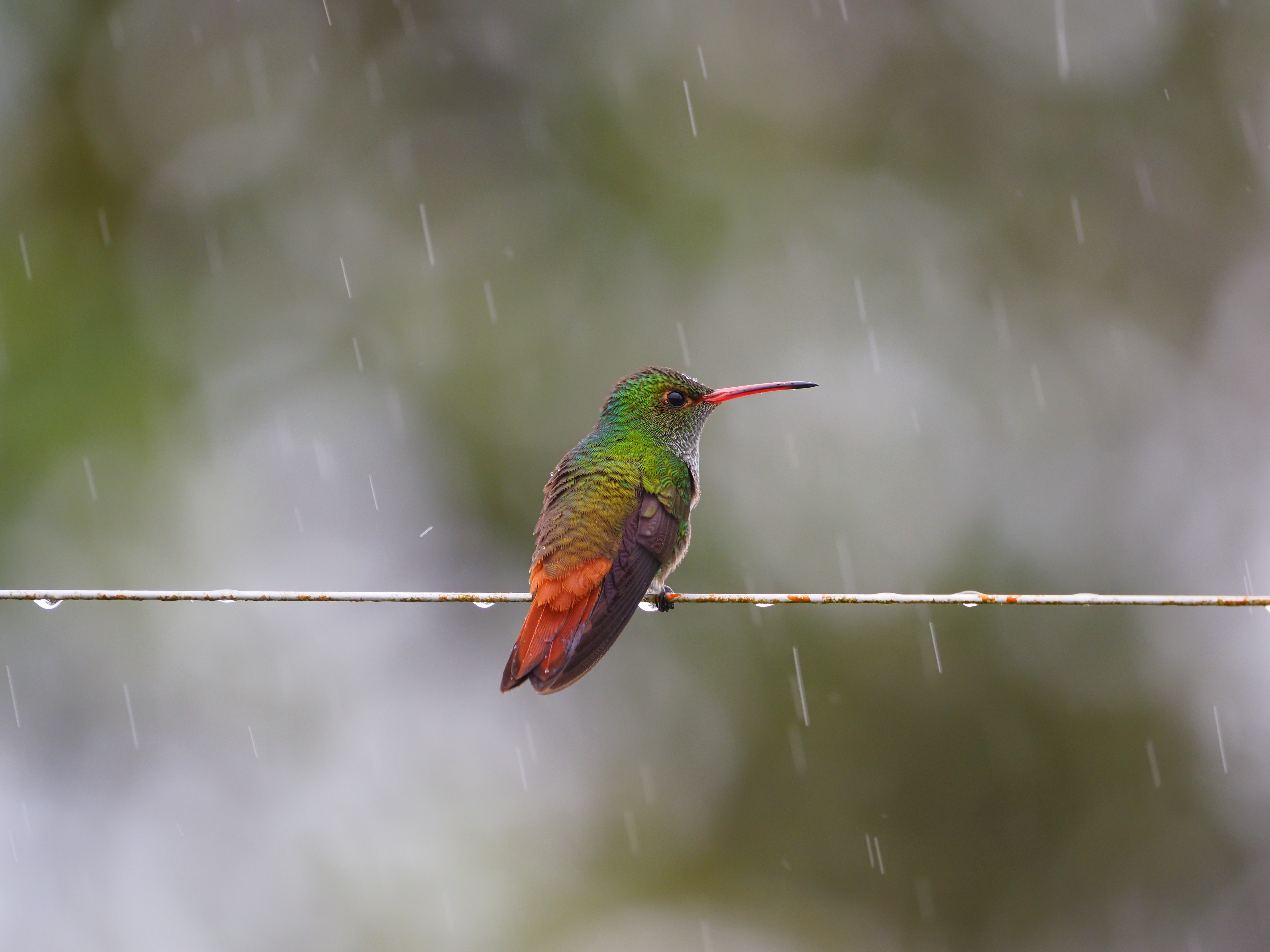 Hummingbird